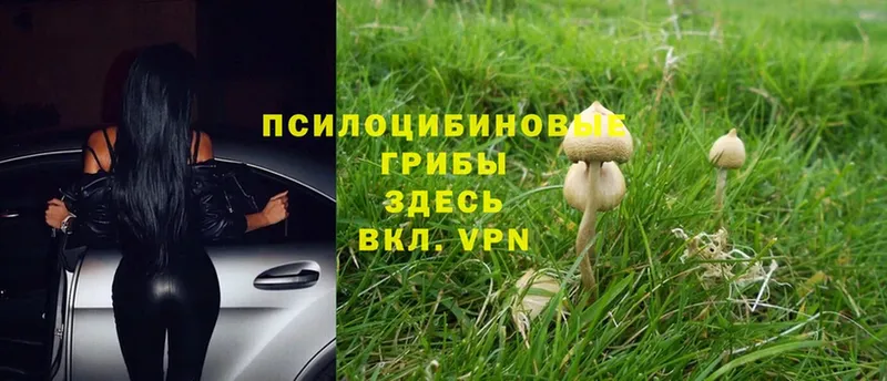 Галлюциногенные грибы MAGIC MUSHROOMS  Уварово 